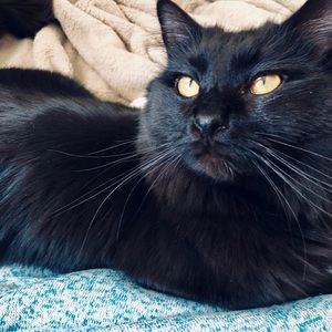 Meet your Posher, Shannon